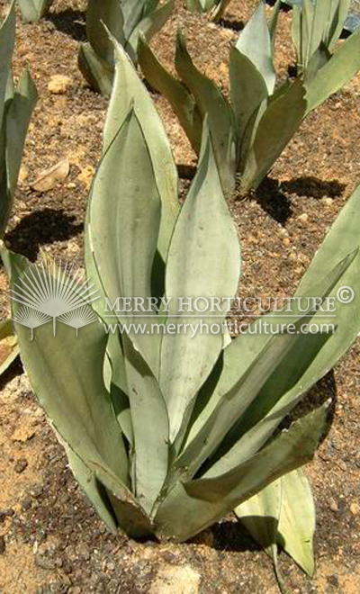 Sanservieria silver spp